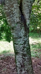 Melicoccus bijugatus