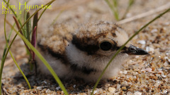 Charadrius dubius