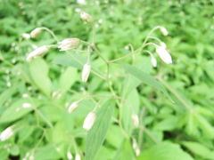 Oclemena acuminata image