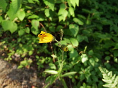Hieracium tridentatum