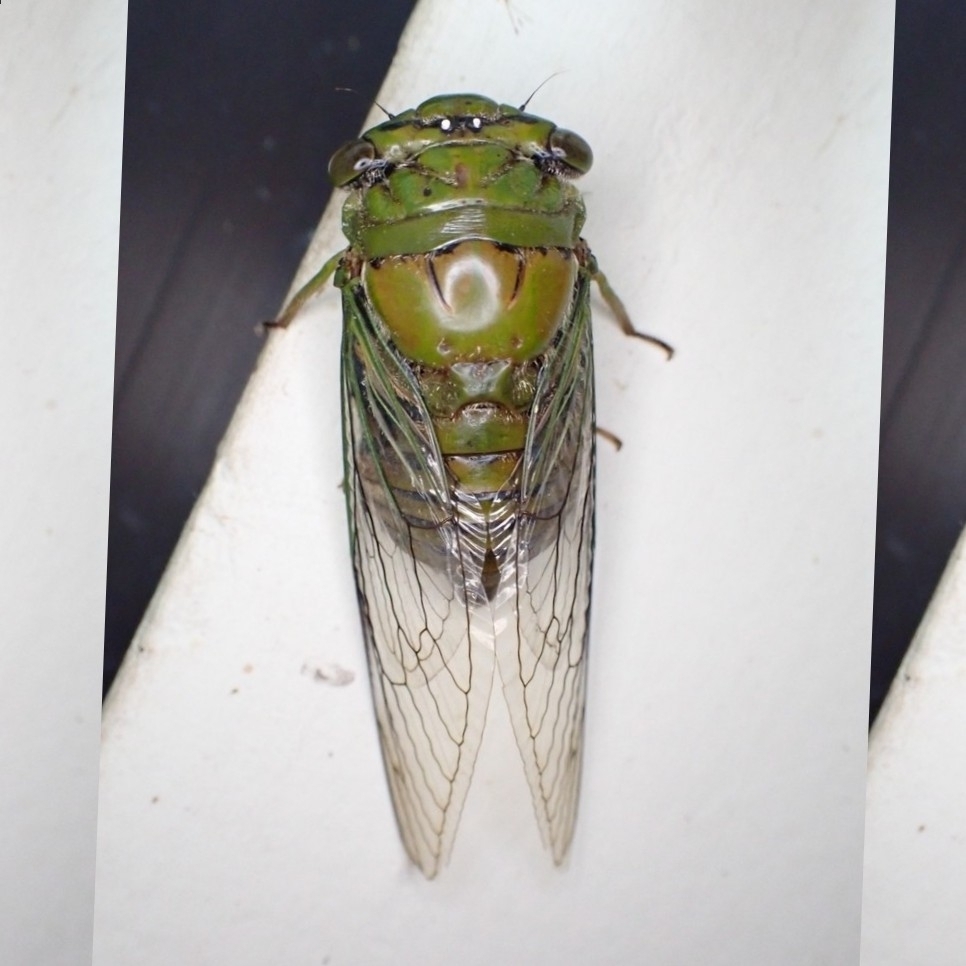 Fidicinoides ptychodiropeda