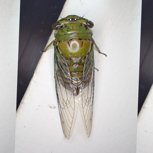 Fidicinoides ptychodiropeda
