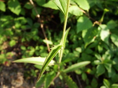 Hieracium tridentatum
