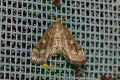 Anania plectilis