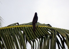 Ptilostomus afer