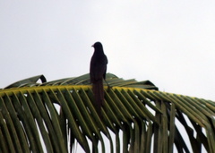 Ptilostomus afer