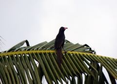 Ptilostomus afer