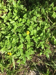 Helianthus debilis image