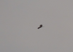 Milvus migrans