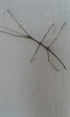 Pseudosermyle strigiceps