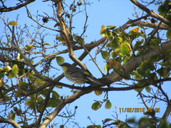 Setophaga coronata coronata × auduboni