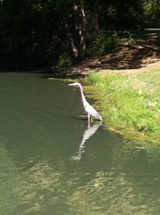 Ardea herodias