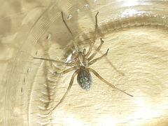 Eratigena atrica