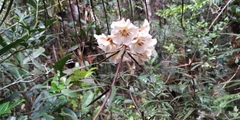 Rhododendron himantodes