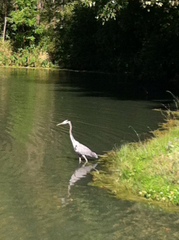 Ardea herodias