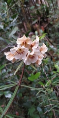 Rhododendron himantodes