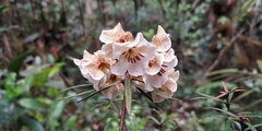 Rhododendron himantodes