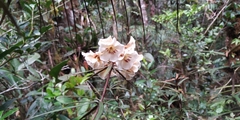 Rhododendron himantodes