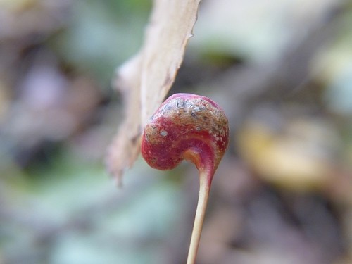 Poplar Spiral Gall Aphid