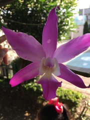 Laelia