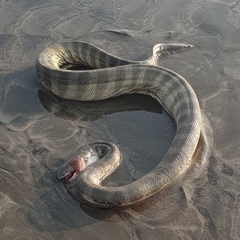 Hydrophis schistosus