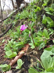 Primula fassettii