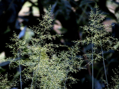 Panicum sarmentosum
