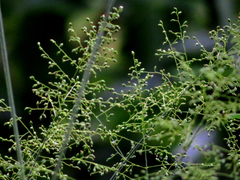 Panicum sarmentosum