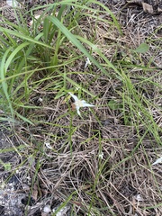 Rhynchospora colorata