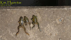 Pelophylax chosenicus