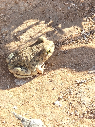 Mexican Spadefoot photographed in New Mexico