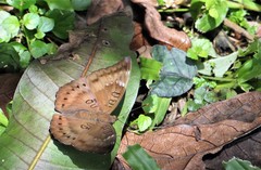 Euthalia aconthea gurda