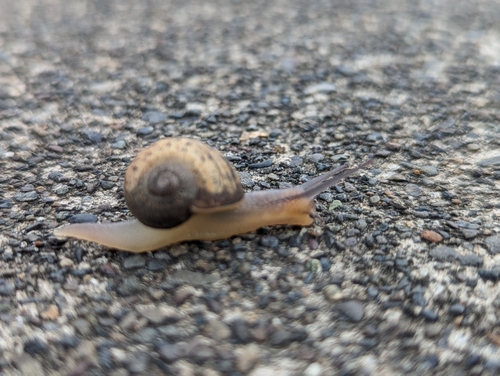 Cornu aspersum