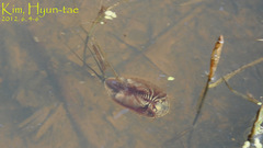 Triops longicaudatus