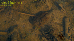 Triops longicaudatus