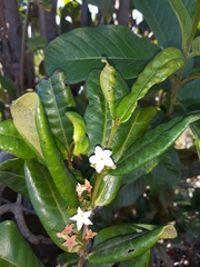 Mascarenhasia