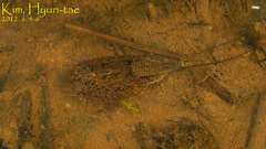 Triops longicaudatus