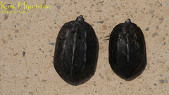 Mauremys reevesii