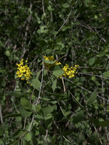 Echinopterys eglandulosa