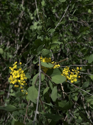 Echinopterys eglandulosa, photograph 2
