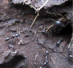 Camponotus empedocles