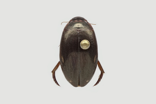 Platambus semivittatus