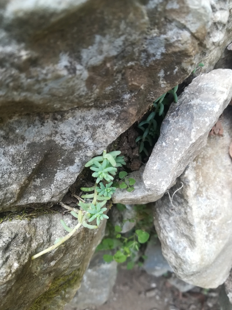 Sedum potosinum, Monterrey, N.L., México