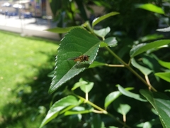 Syrphus reedi