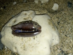 Macrocypraea cervinetta