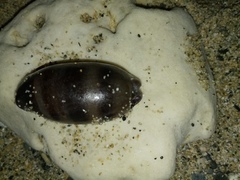 Macrocypraea cervinetta