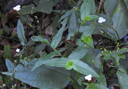 Tahitian Bridalveil (Gibasis geniculata)