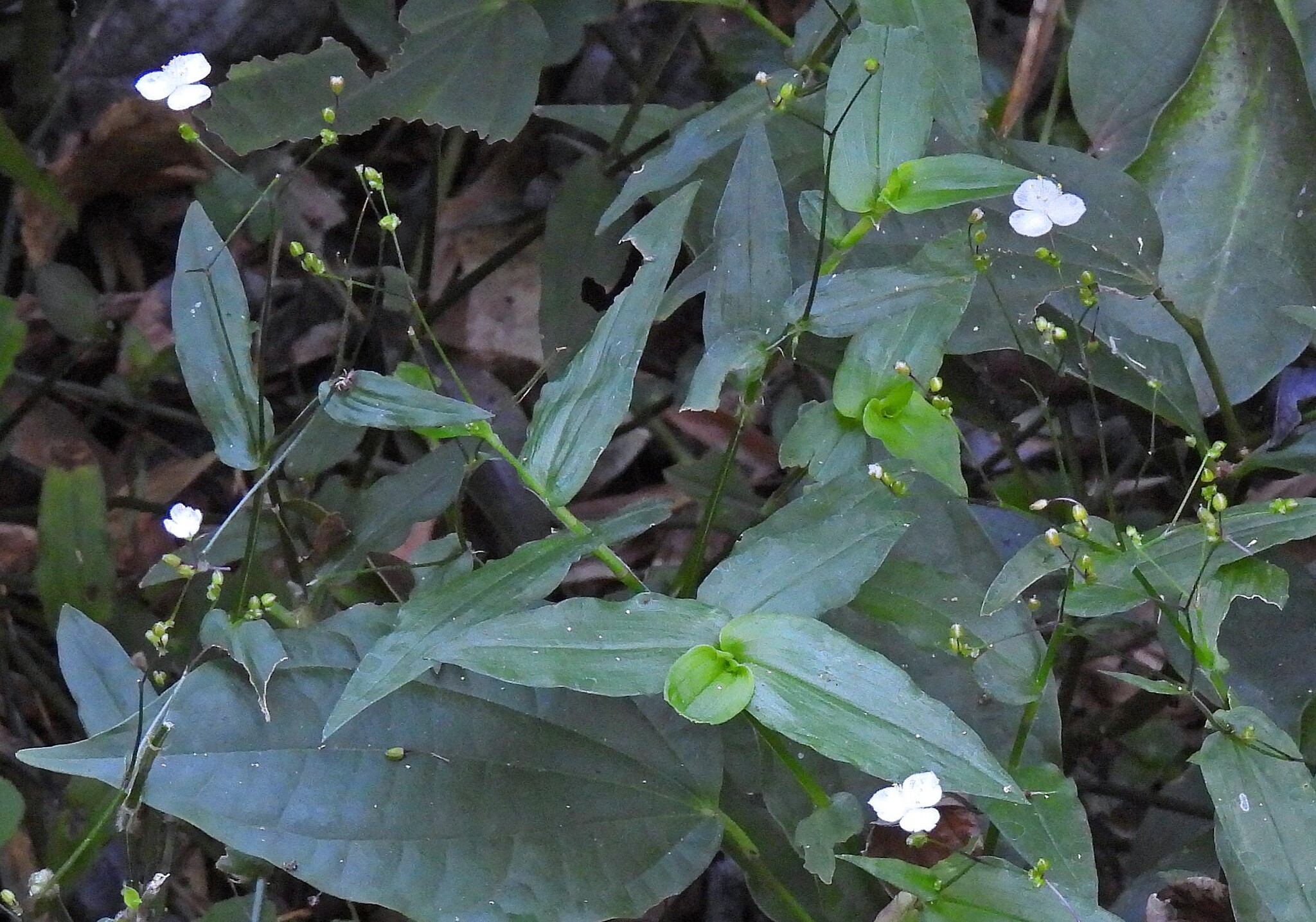 Tahitian Bridalveil (Gibasis geniculata)