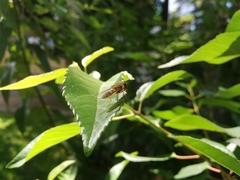 Syrphus reedi