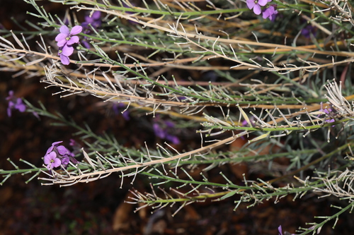 Alpine wallflower (Erysimum linifolium)